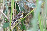 Yellow-breasted Bunting